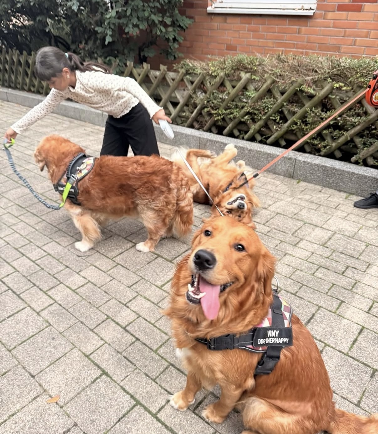 Chien visiteur Dog Therhappy 94 avec un enfant