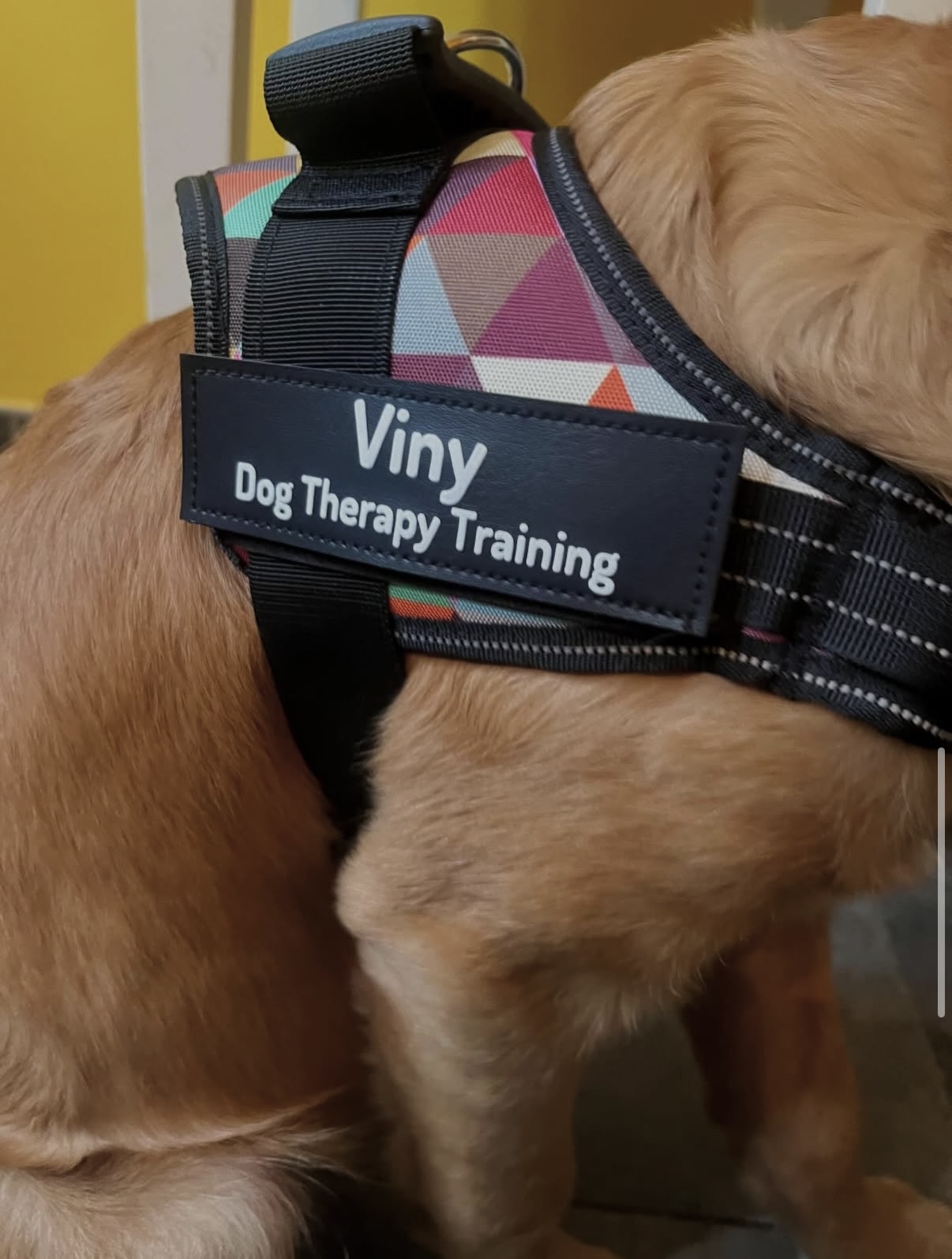 Chien en harnais Dog Therhappy 94