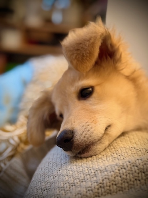 Chiens visiteurs Dog Therhappy 94